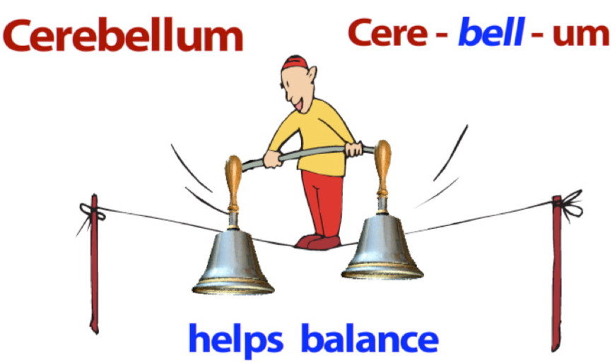 <p>Involved in helping you maintain balance.</p>