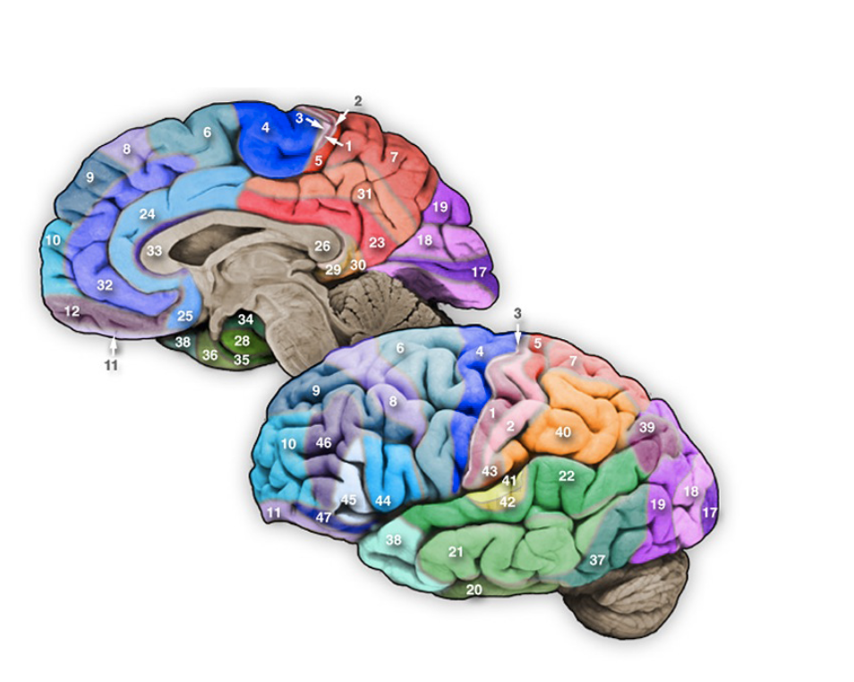 <p>Associational cortical area in the middle temporal gyrus; this area participates in the analysis of visual signals related to object form and motion.</p>