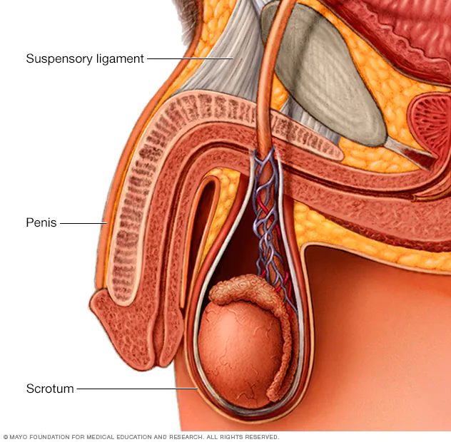 el ligamento __________ es uno de los ligamentos del pene