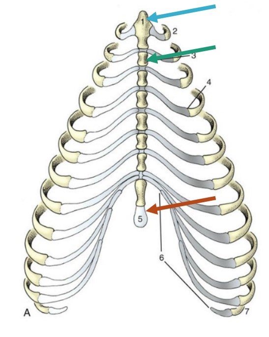 * cranial-most section
* Projects in front of the first ribs, can usually palpate

*blue 1*