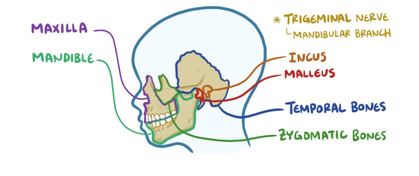 <ul><li><p>maxilla</p></li><li><p>Mandible</p></li><li><p>Incus</p></li><li><p>Malleus</p></li><li><p>Temporal</p></li><li><p>Zygomatic</p></li></ul><p></p>