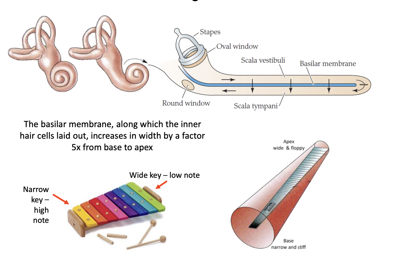 <ul><li><p>Has 3500 inner hair cells</p></li><li><p>laid out in a <strong>single row</strong> along the length of a flexible 30mm membrane</p><ul><li><p><strong>basilar membrane</strong></p></li></ul></li><li><p>Sterocilla loosley embedded in the overlying <strong>tectorial membrane</strong></p></li></ul><p></p>