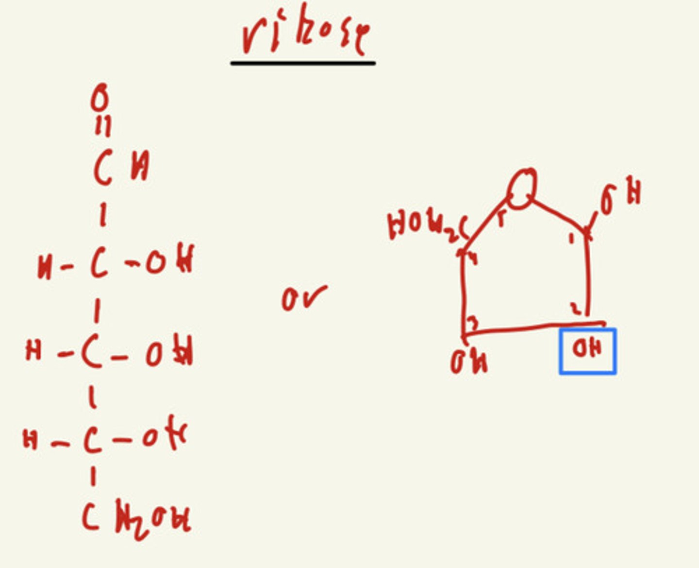 <p>REMEMBER HOW TO DRAW IT:</p><p>-------------------------</p><p>Basic rule of thumb:</p><p>- if 2' is OH its ribose (RNA)</p>