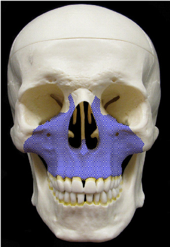 <p>contains (sockets) for the upper teeth</p><p>has infraorbital foramen</p><p>helps form the anterior part of the hard palate (roof of the mouth)</p>