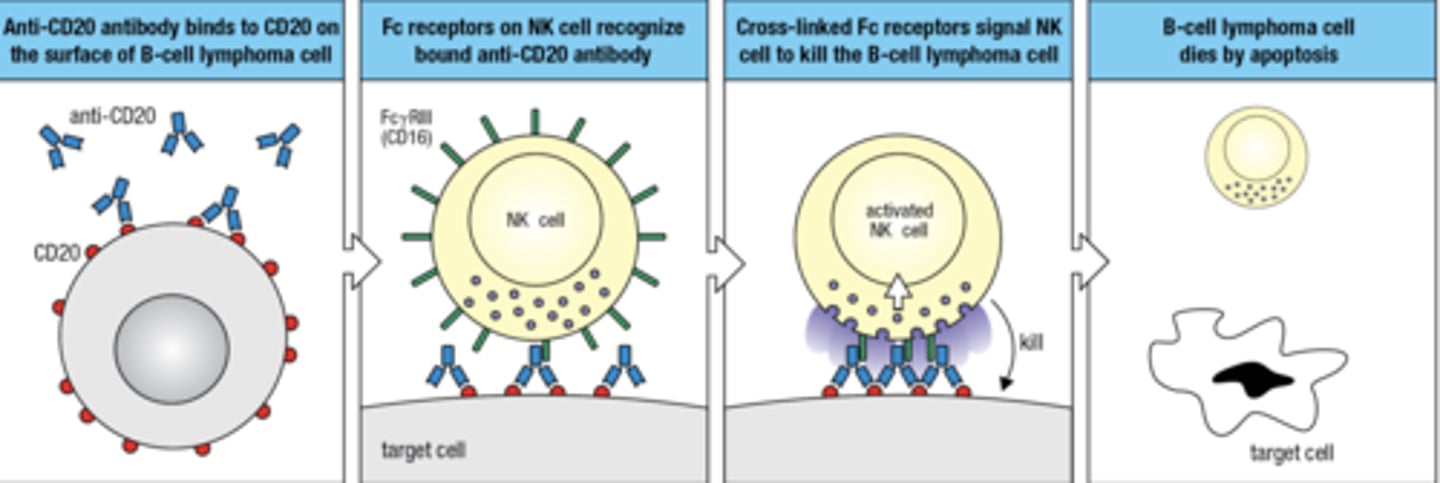<p>- anti-CD20 binds to CD20 on the surface of B cells</p><p>- Fc receptors on NK cells recognize bound anti-CD20 ab</p><p>- Cross-linked Fc receptor signal NK cell to kill the B cell</p><p>- B cell dies via apoptosis</p>