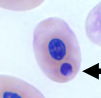 <p>When talking about hemoparasites, what is the black arrow pointing to?</p>