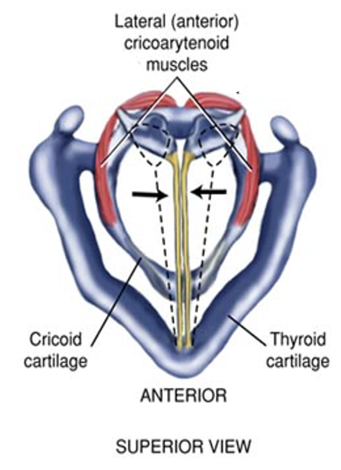 <p>Lateral cricoarytenoid (LCA) function:</p>