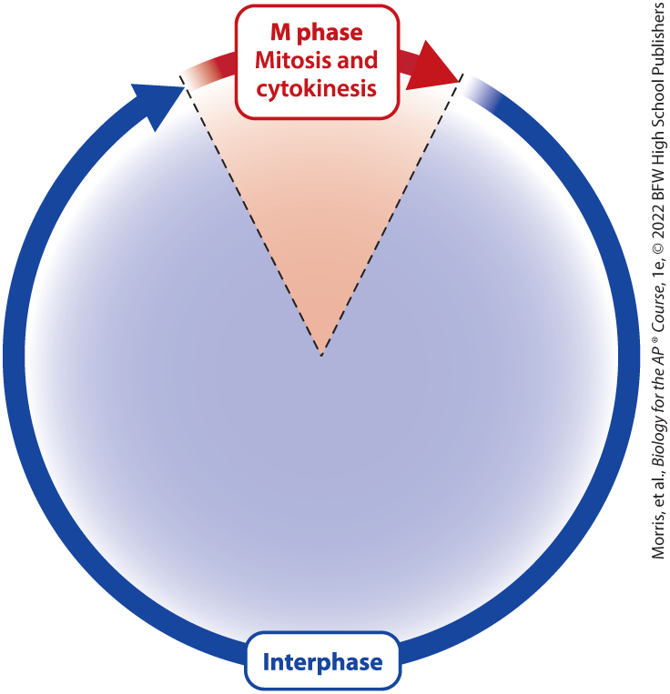 <p>one of two major phases of the eukaryotic cell cycle, consisting of mitosis and cytokinesis; this phase is where the parent cell divides into two daughter cells</p>