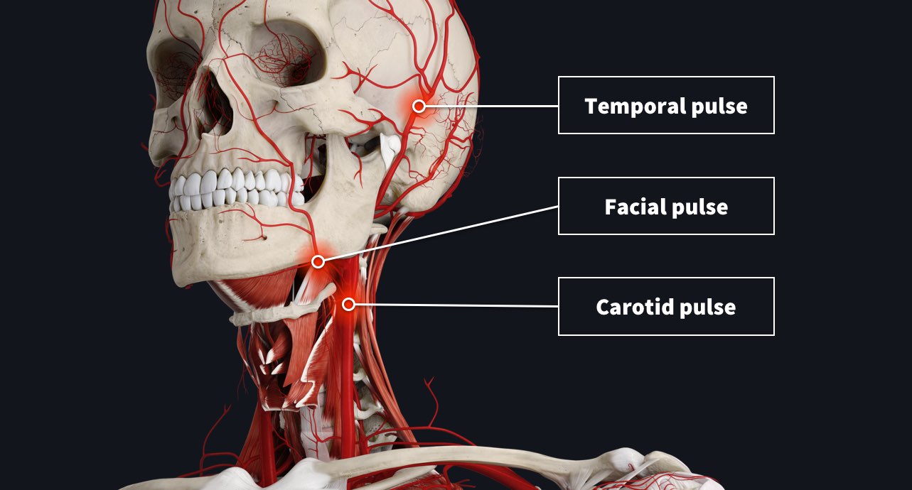 <p>Medial to the sternomastoid muscle </p>