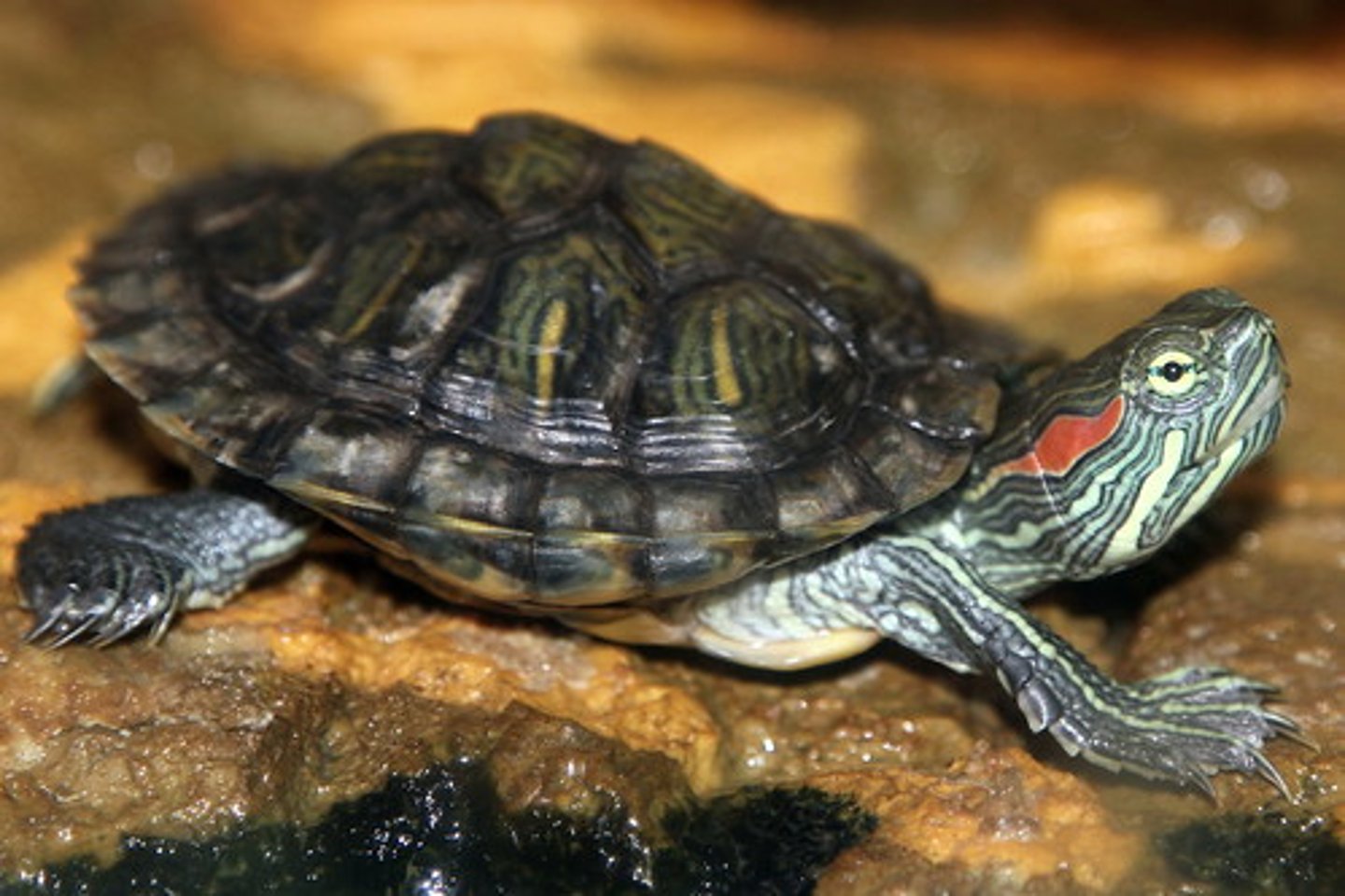 <p>this order is made of turtles</p><p>-terrestrial, freshwater and marine</p><p>-bony shell w/ dorsal carapace and ventral plastron</p><p>-temp dependent sex determination</p>