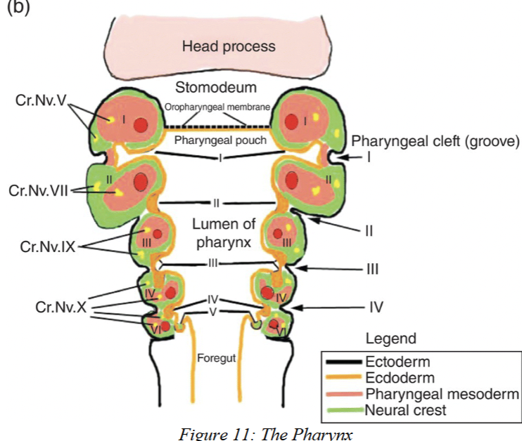 <p>inpocketings of <strong>ectoderm</strong> (grow inward and towards developing pouches)</p>