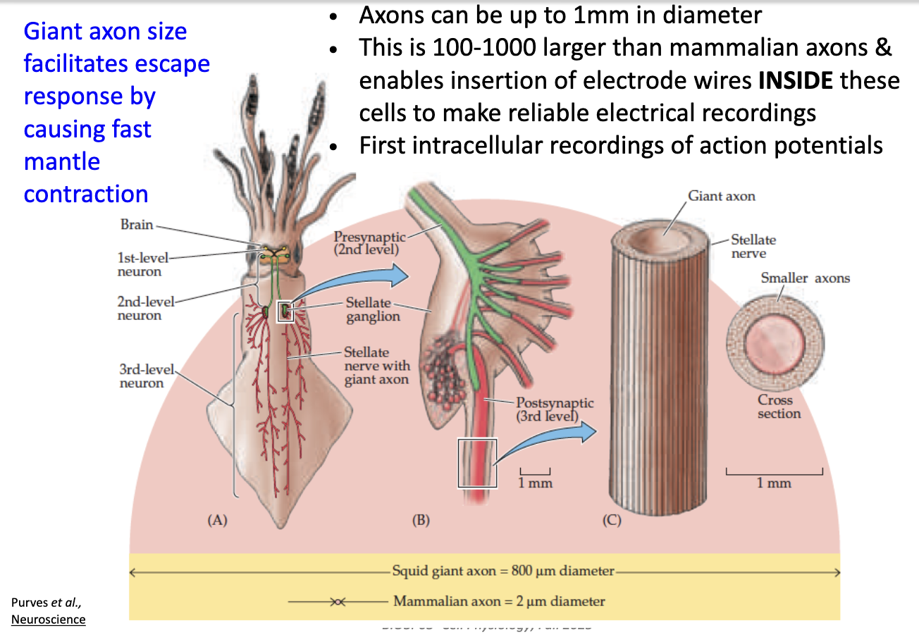 <ul><li><p>Diameter up to <strong>1 mm</strong> (100–1000× bigger than mammalian axons).</p></li><li><p>Large size → can insert <strong>electrodes inside</strong>.</p></li><li><p>Allowed <strong>first intracellular recordings</strong> of action potentials.</p></li><li><p>Large axon = fast signal conduction → quick muscle contraction.</p><ul><li><p>Large volume + less SA = less resistance</p></li></ul></li></ul><p></p>