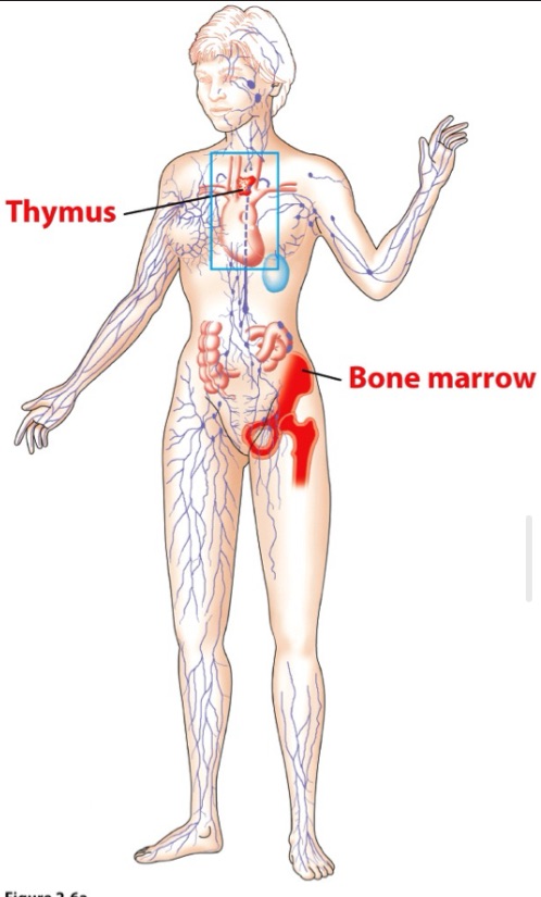 <p>Bone marrow and Thymus</p><p></p>