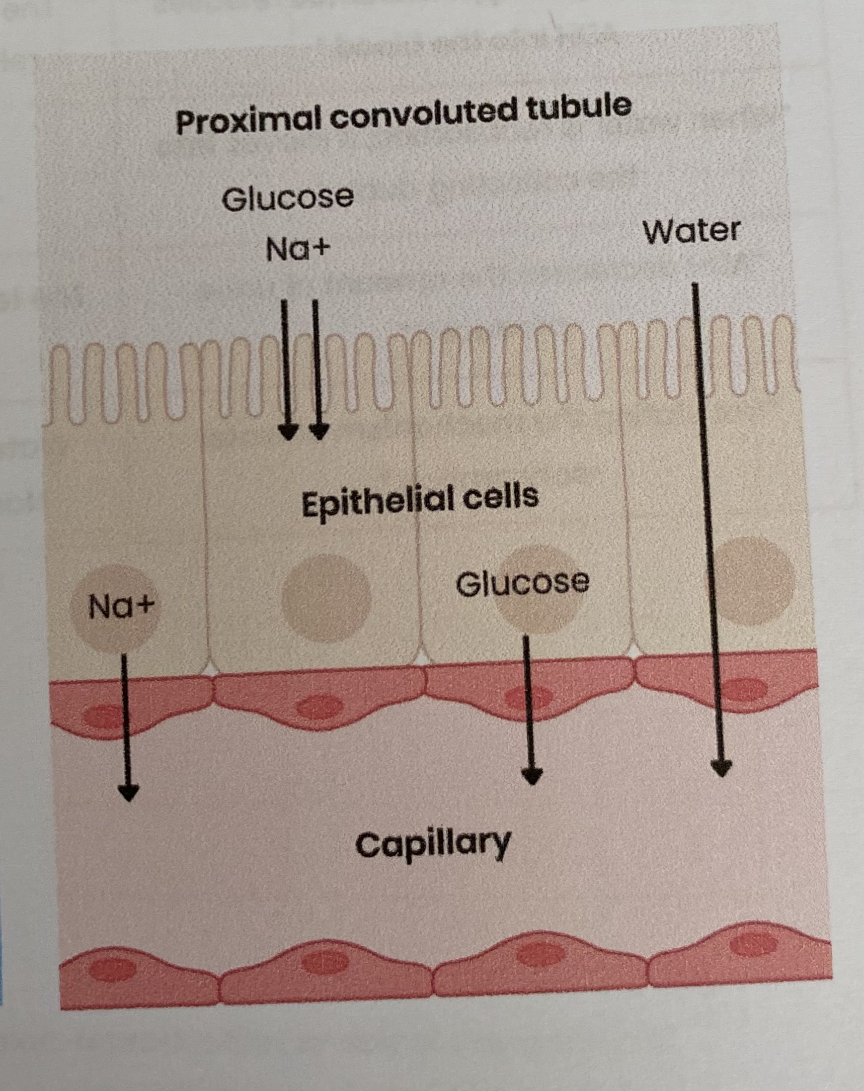 <ul><li><p>Glucose etc in capillaries <strong>lower water potential</strong></p></li><li><p>Water moves by <strong>osmosis</strong> down a <strong>water potential gradient </strong></p></li></ul><p></p>