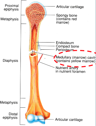 <p>inside the diaphysis of the bone</p><p>filled with red marrow and yellow marrow</p>