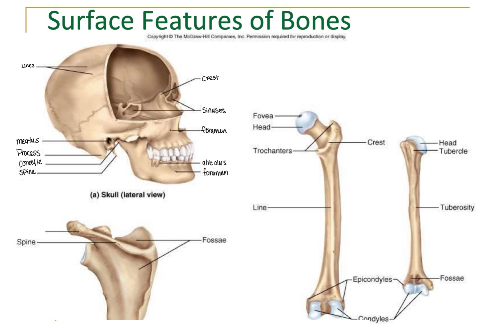 <p>label missing word on diagram (Scapula)</p>