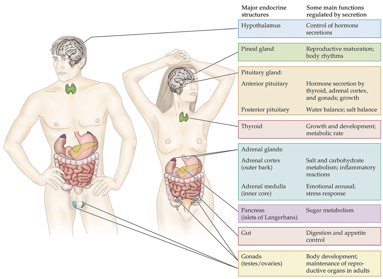 <ul><li><p>hypothalamus = control of hormone secretions</p></li><li><p>pineal gland = reproductive maturation; body rhythms</p></li><li><p>pineal gland</p><ul><li><p>anterior pituitary = hormone secretion by thyroid, adrenal cortex, and gonads; growth</p></li><li><p>posterior pituitary = water balance; salt balance</p></li></ul></li><li><p>thyroid = growth and development; metabolic rate</p></li><li><p>adrenal glands</p><ul><li><p>adrenal cortex (outer bark) = salt and carbohydrate metabolism; inflammatory reactions</p></li><li><p>adrenal medulla (inner core) = emotional arousal; stress response</p></li></ul></li><li><p>pancreas = sugar metabolism</p></li><li><p>gut = digestion and appetite control</p></li><li><p>gonads (testes/ovaries) = body development; maintenance of reproductive organs in adults</p></li></ul><p></p>
