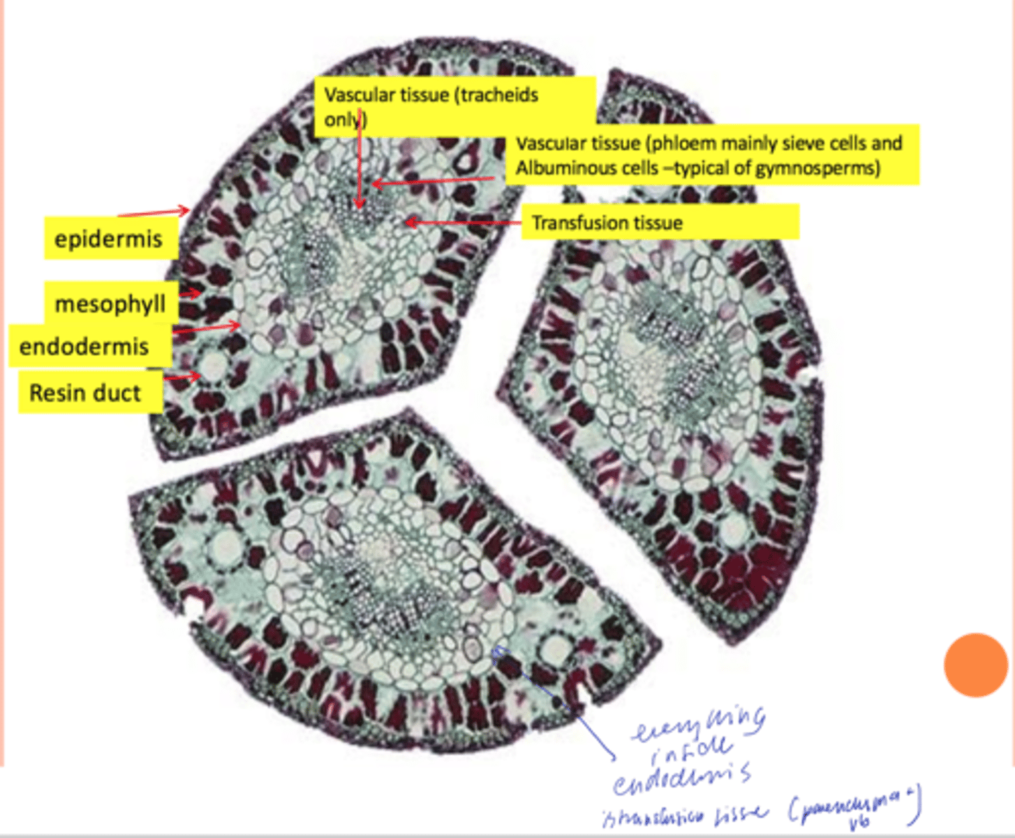 <p>Transfusion tissue consists of what and its function</p>