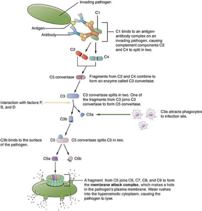 <p>antibodies attached to the surface of a pathogen cell activate the complement system</p>