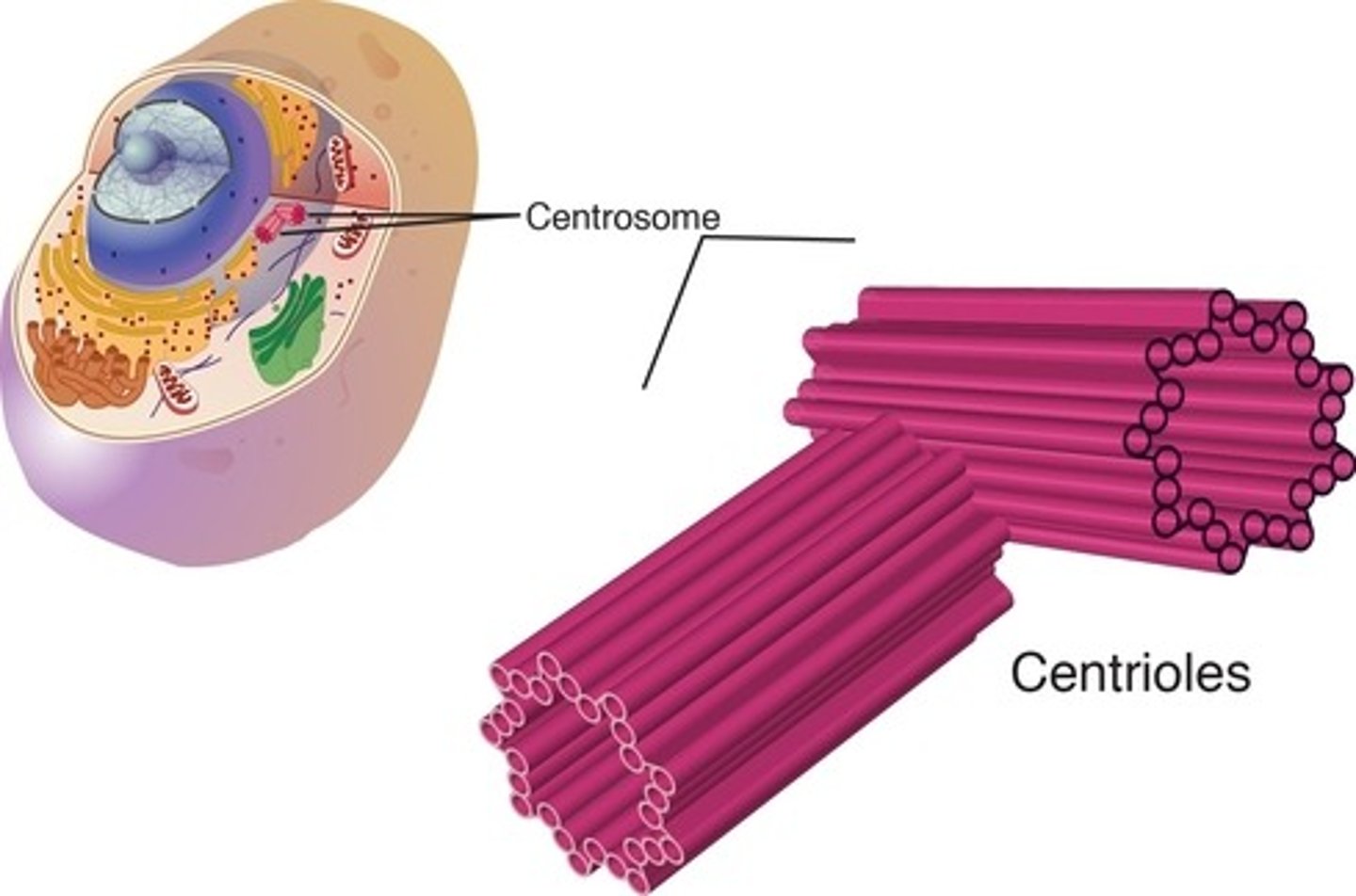<p>Feature: Made of microtubules ; 2 associated centrioles form centrosome</p><p>Function: Makes and organizes spindle fibers in cell division</p><p>Function: W. structures like flagella and cilia, determine positioning of them</p>