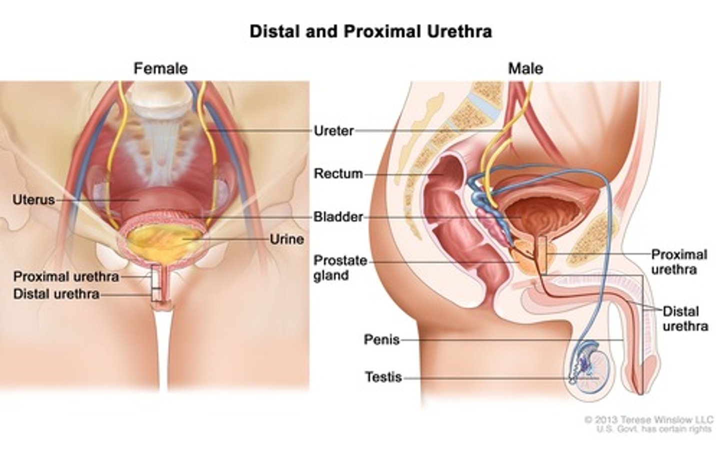 <p>Stores urine temporarily</p><p>Located in the pelvic cavity</p>