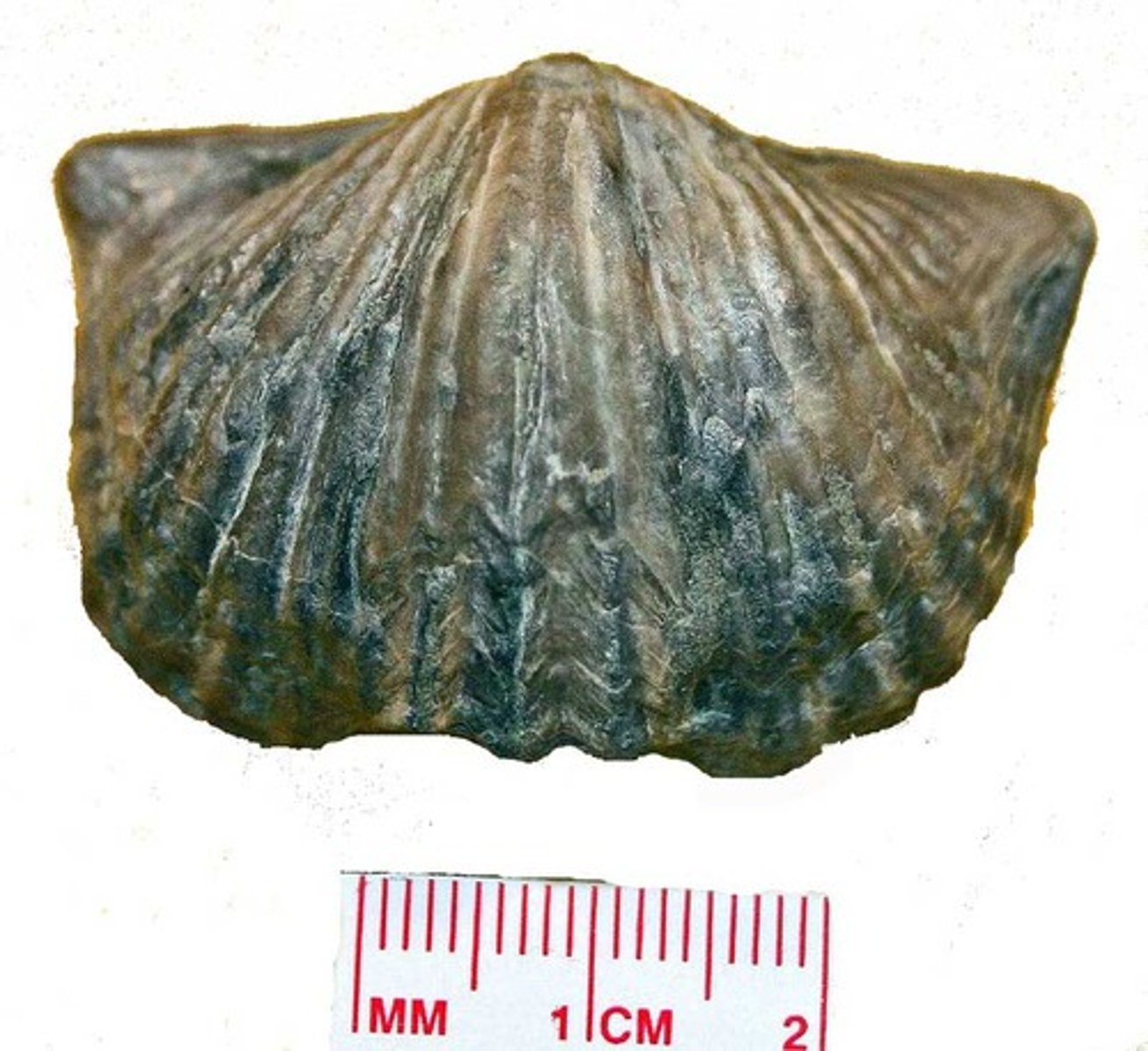 <p>Articulate brachiopod genus</p><p>an extinct genus of brachiopods that lived from the Ordovician to the Silurian in Asia, Europe, North America, and South America. It has a prominent sulcus and fold. It usually lived in marine lime mud and sands.</p>