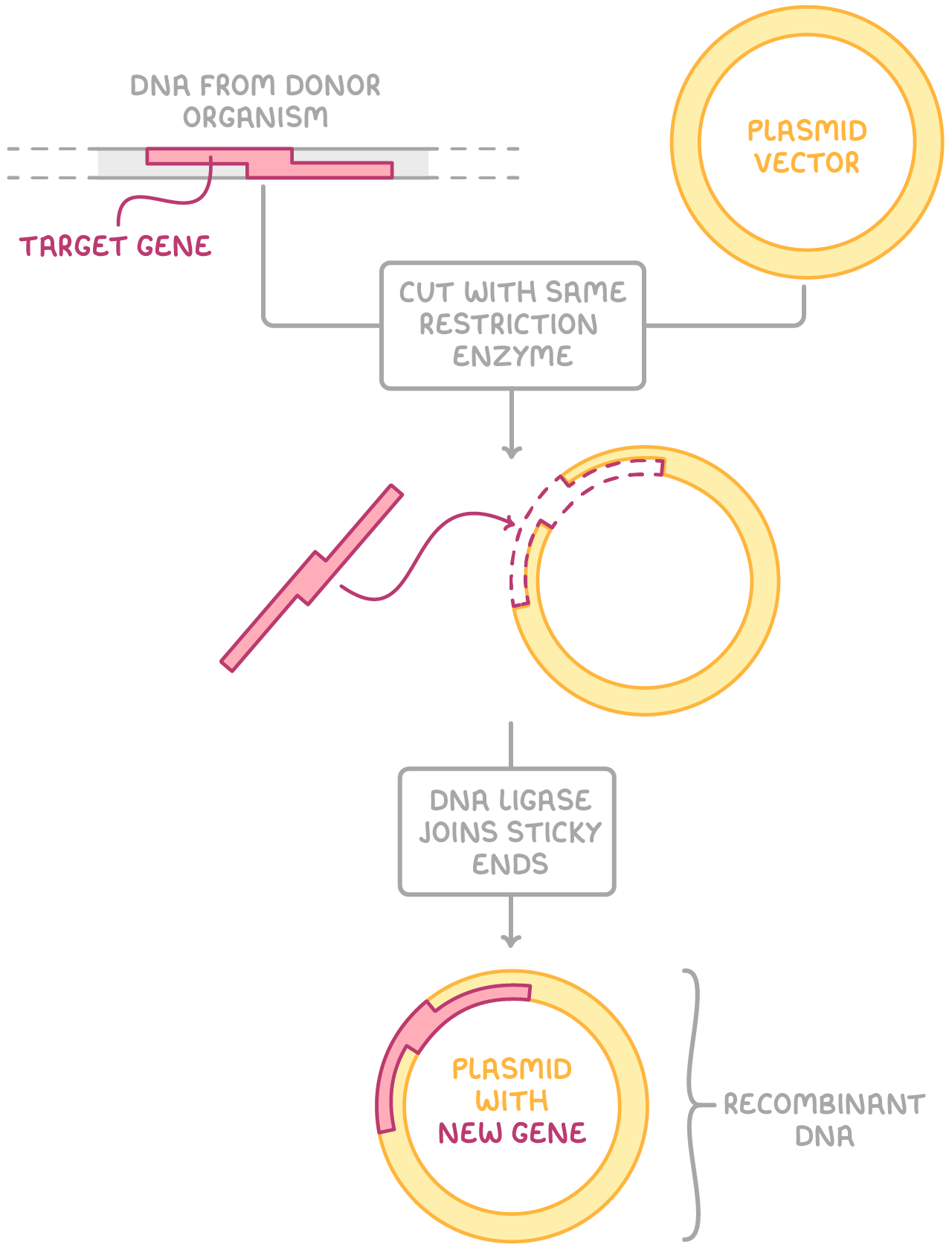 <ol><li><p>a vector is cut open at a specific site using a restriction enzyme, producing sticky ends</p></li><li><p>the same restriction enzyme is used to cut the target DNA fragment, so that the sticky ends are complementary</p></li><li><p>DNA ligase forms phosphodiester bonds between the sugar and phosphate groups on the 2 DNA strands, joining the sticky ends together</p></li><li><p>this newly formed combined DNA molecule is known as recombinant DNA</p></li></ol><p></p>