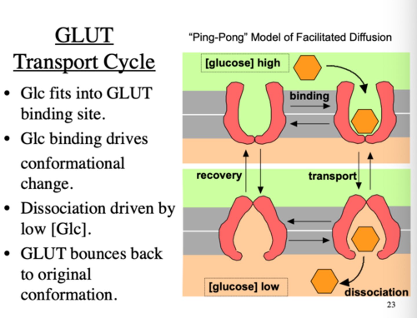 <p>glucose transport occurs from an area of higher concentration to lower concentration via facilitated diffusion</p><p>- when the glucose binds to the GLUT, the membrane direction of the enzyme reverses to carry the molecule across</p>