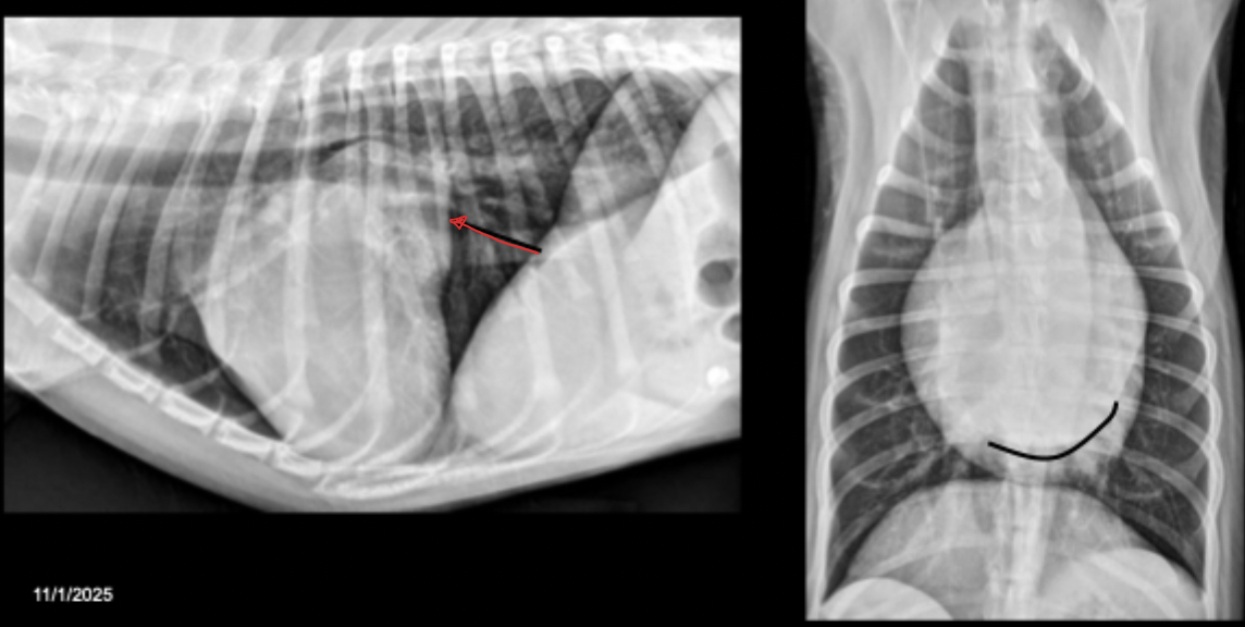<p>What can be seen in these radiographs?</p>