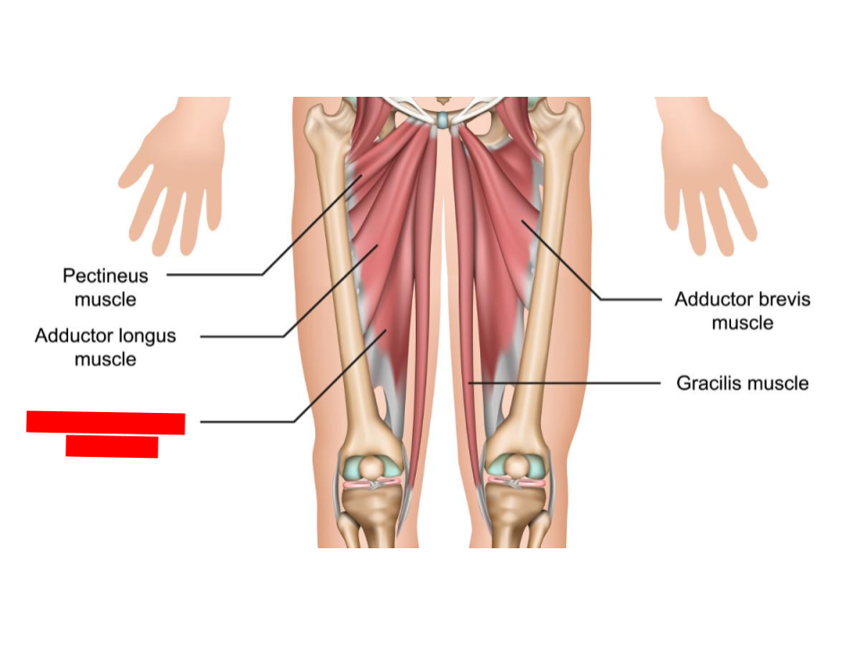<p>adductors</p>