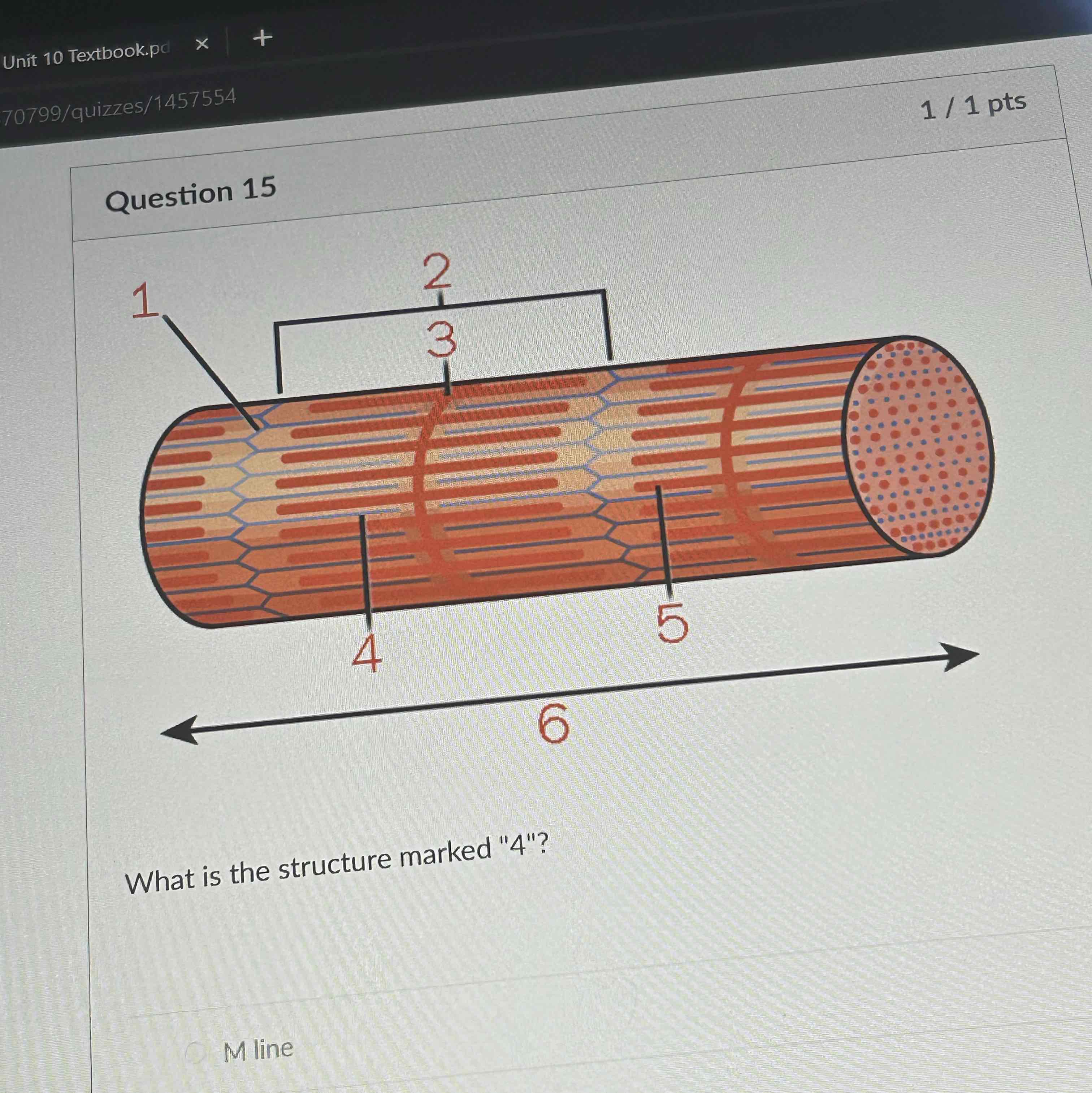 <ul><li><p>The structure marked at 5 </p></li></ul>