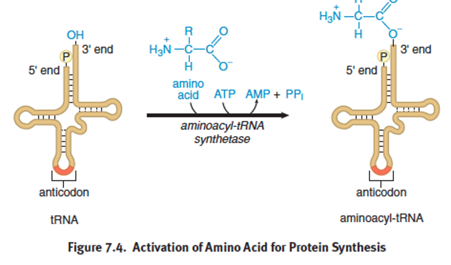 <p>-transfer RNA</p><p>-brings in amino acids, recognizes the codon on the mRNA using its anticodon and antiparallel</p><p>- converts nucleic acids to aa and peptides</p><p>- charged/activated by aa attaching to 3' OH + aminoacyl-tRNA synthase + ATP</p><p>- anticodon recognizes and pairs with appreciate codon on mRNA molecule while in the ribosome</p><p>- mature tRNA are in cytoplasm</p><p>- aa activated by differ aminoacyl-tRNA synthase</p><p>- each tRNA has a CCA nuclotide sequence where the aa binds</p><p>- aa-tRNA bond will be used to supply the energy needed to create a peptide bond during translation</p>
