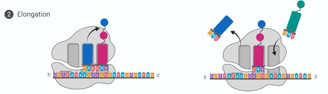 <p>tRNA with complementary anticodon moves to P-site, AA from first tRNA joins to second AA, used tRNA moves to E-site to be ejected and recycled. Ribosome moves along mRNA</p>