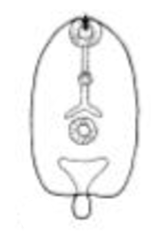 <p>Microcercous cercaria </p>