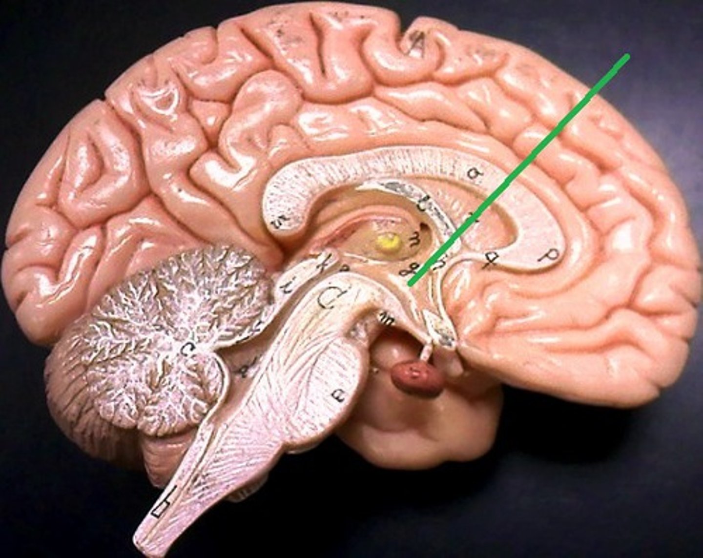 <p>brain region controlling the pituitary gland</p>