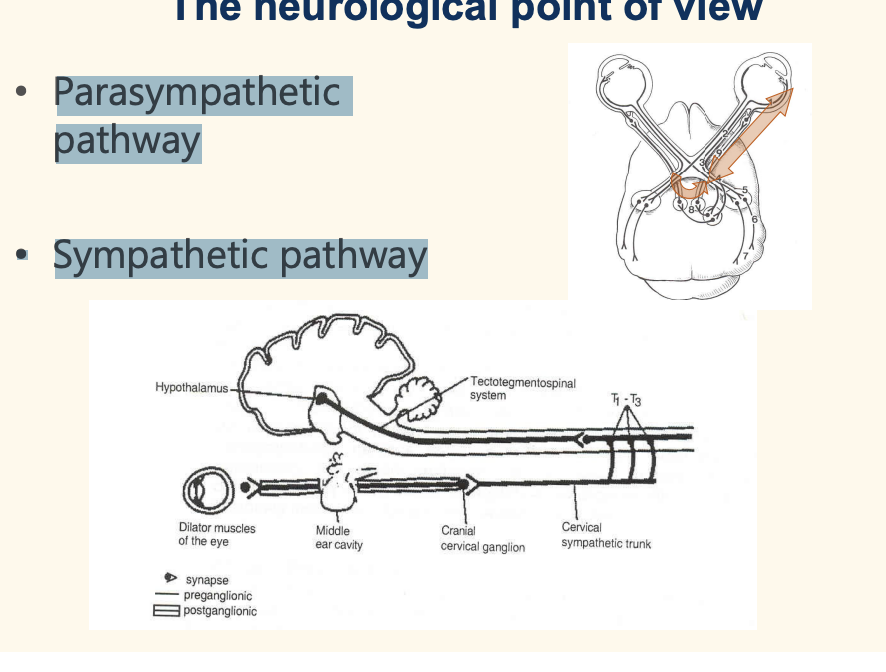 <p>add description</p><p>Lack of sympathetic or parasympathetic</p><p>Horner syndrome – Miosis – Ptosis – Enophthalmus – Protrusion third eyelid</p><p>parasymth: Mydriasis – ± Ptosis – ± Ventrolateral strabismus</p><p></p>