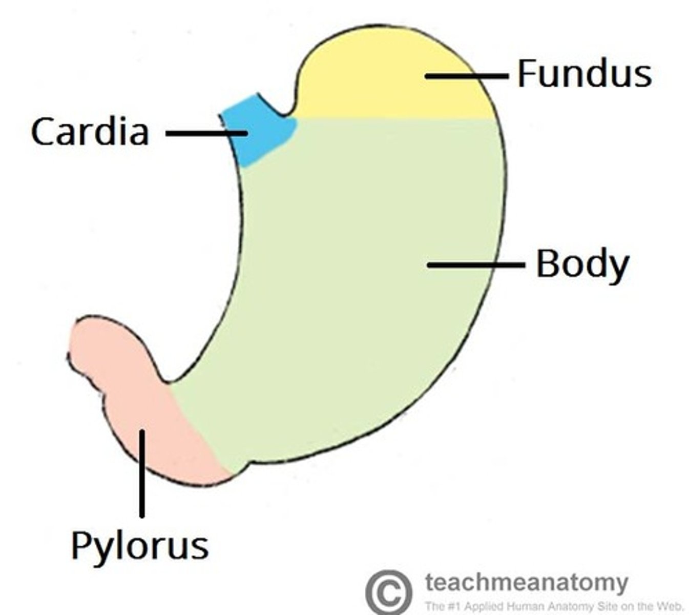 <p>cardia, fundus, body, and pylorus</p>