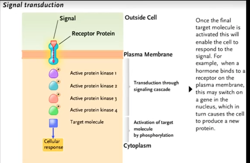 <p>receptor binds with a signal molecule then transmits the signal to trigger a cellullar response.</p><p>(na protien due to a signL BINDING TO THE RECEPTOR AND CAUSING A CONFRONTATIONAL CHANGE(</p>