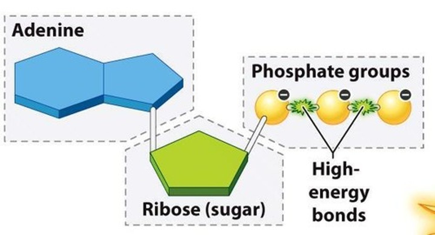 <p>ATP serves as the main energy currency molecule</p>