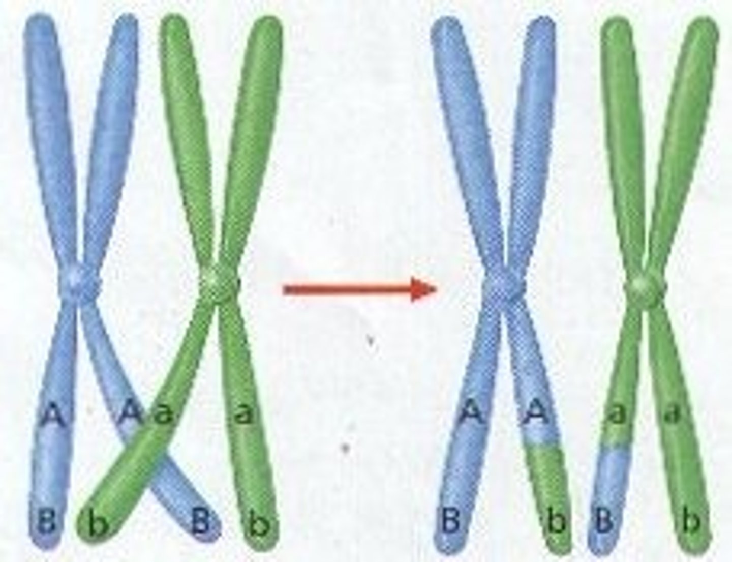 <p>Exchange of genetic material between homologous chromosomes</p>