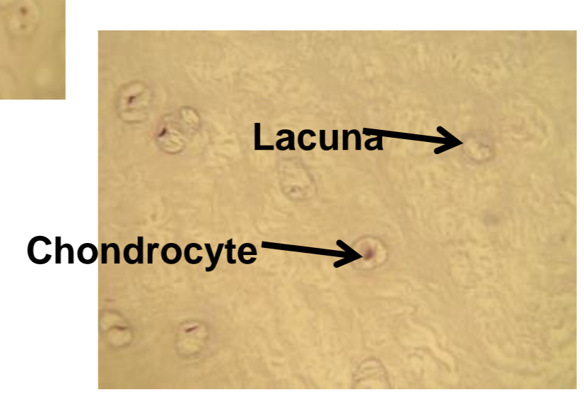 <p>what tissue is depicted in the image</p>
