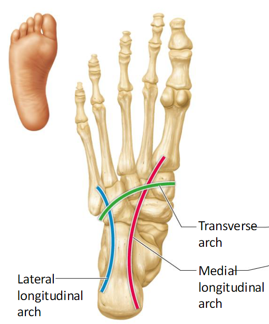 <ul><li><p>Transverse</p><ul><li><p>runs obliquely across foot</p></li></ul></li><li><p>Longitudinal</p><ul><li><p>low curve that elevates lateral foot</p></li></ul></li><li><p>Medal</p><ul><li><p>arch curves upwards</p></li></ul></li></ul><p></p>