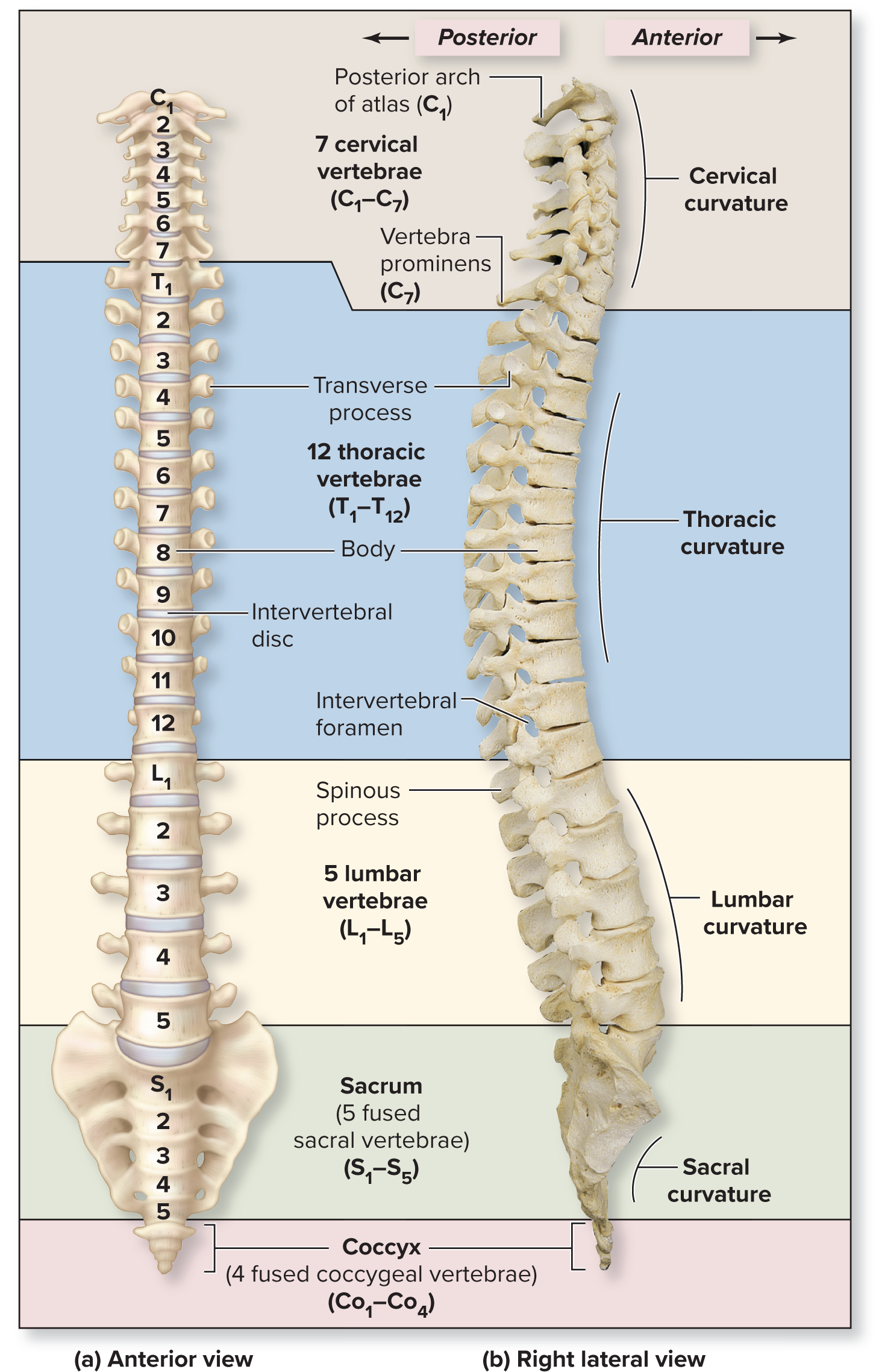 <p>Order of regions of the vertebral column from superior to inferior</p>