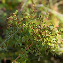 leaves are ellipticals 
flowers are white and pink and urn shaped