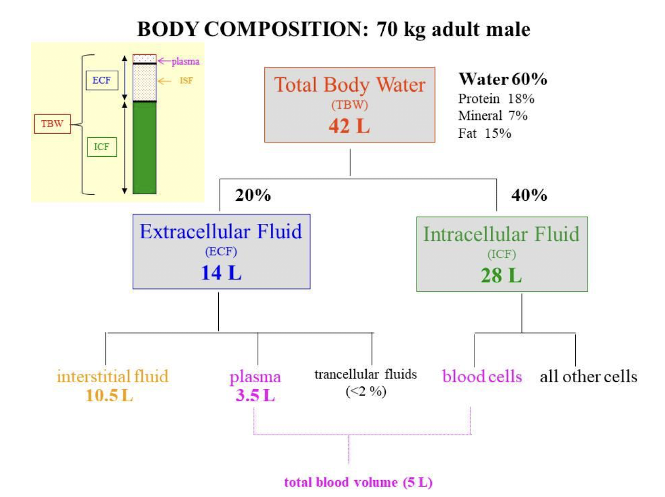 <ul><li><p>TBW = 60%</p></li><li><p>ICF = 40%</p></li><li><p>ECF = 20%</p></li></ul><p></p>