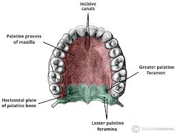 <p>entire roof of mouth</p>