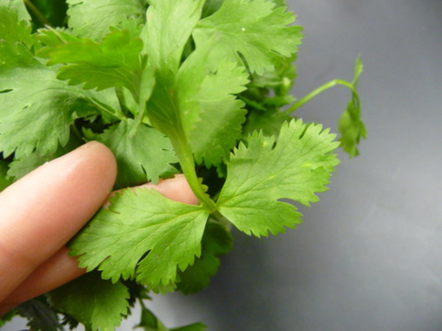 <p>SNIFF IT!!</p><p>leaves: ternate ternatley compound; lobed towards top;</p>