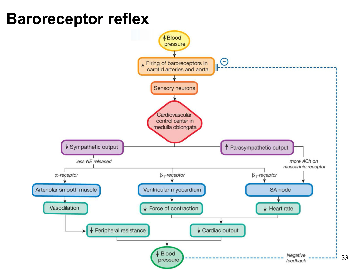 <p>Baroreceptor reflex</p>