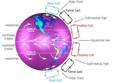 <p>Hadley cell</p>