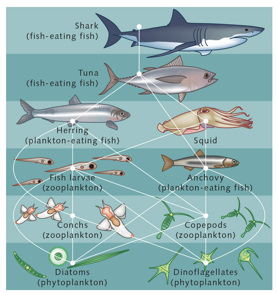<p>Describe the Classic Ocean Foodweb? </p>